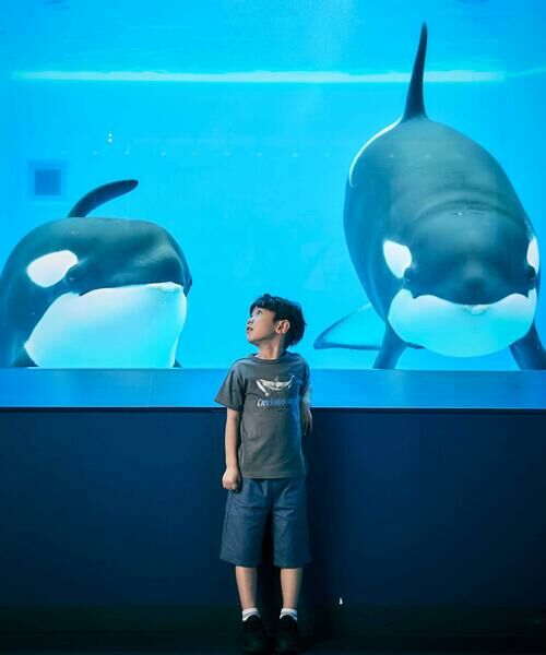 BeBe / べべ Tシャツ | 【 速乾 】【神戸須磨シーワールド×BeBe】シャチ・イルカ 図鑑風半袖Tシャツ(80~140cm) | 詳細11