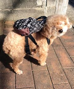 ＊＊Daily russet / デイリーラシット リュック・バックパック | ドッグ用リュック（M）【DOG】