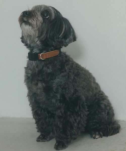 LOWELL Things / ロウェルシングス ペットグッズ | MATIE/首輪【Direction by  有末 麻祐子】 | 詳細10