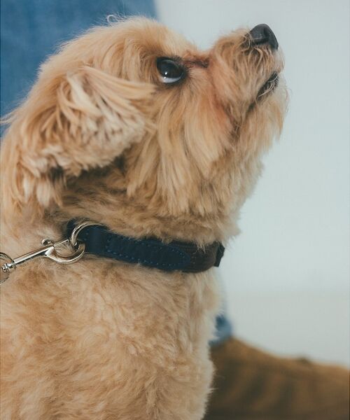 LOWELL Things / ロウェルシングス ペットグッズ | MATIE/小型犬/首輪【Direction by  有末 麻祐子】（ブラウン）