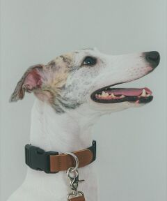 LOWELL Things / ロウェルシングス ペットグッズ | MATIE/中型犬/首輪【Direction by 有末 麻祐子】