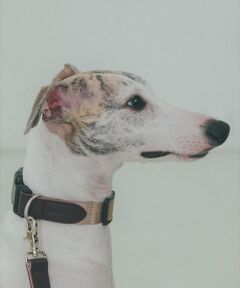 LOWELL Things / ロウェルシングス ペットグッズ | MATIE/中型犬/首輪【Direction by 有末 麻祐子】