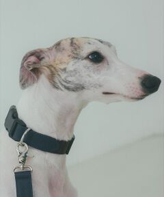 LOWELL Things / ロウェルシングス ペットグッズ | MATIE/中型犬/首輪【Direction by 有末 麻祐子】