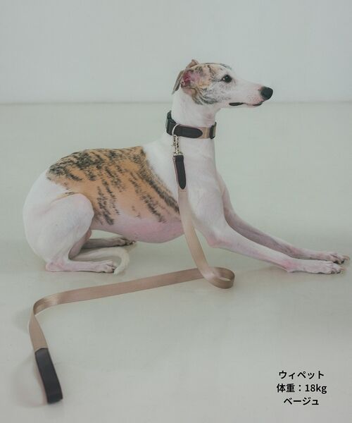 LOWELL Things / ロウェルシングス ペットグッズ | MATIE/中型犬/首輪【Direction by 有末 麻祐子】 | 詳細8