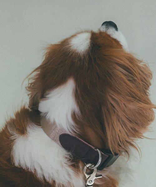 LOWELL Things / ロウェルシングス ペットグッズ | MATIE/中型犬/首輪【Direction by 有末 麻祐子】 | 詳細9