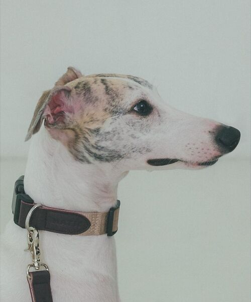 LOWELL Things / ロウェルシングス ペットグッズ | MATIE/中型犬/首輪【Direction by 有末 麻祐子】（ベージュ）