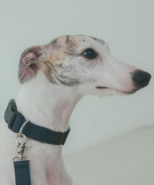 LOWELL Things / ロウェルシングス ペットグッズ | MATIE/中型犬/首輪【Direction by 有末 麻祐子】（ブラウン）