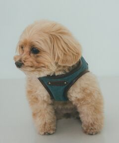 LOWELL Things / ロウェルシングス ペットグッズ | MATIE/ハーネス(S/M/L)【Direction by 有末麻祐子】