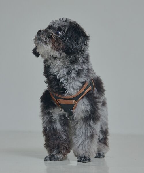 LOWELL Things / ロウェルシングス ペットグッズ | MATIE/ハーネス(S/M/L)【Direction by 有末麻祐子】 | 詳細3