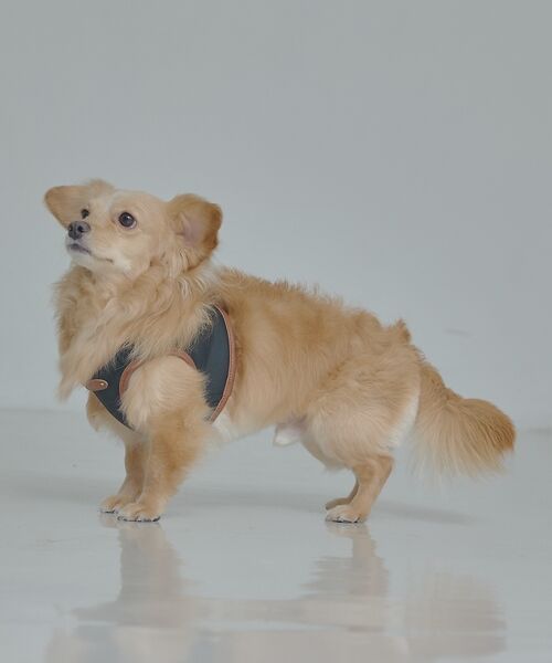 LOWELL Things / ロウェルシングス ペットグッズ | MATIE/ハーネス(S/M/L)【Direction by 有末麻祐子】 | 詳細6