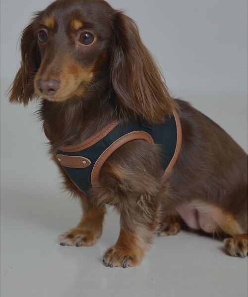 LOWELL Things / ロウェルシングス ペットグッズ | MATIE/ハーネス(S/M/L)【Direction by 有末麻祐子】（ブラック）