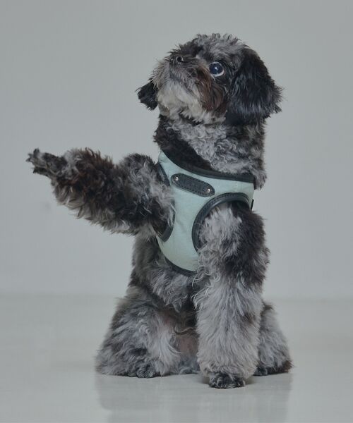 LOWELL Things / ロウェルシングス ペットグッズ | MATIE/ハーネス(S/M/L)【Direction by 有末麻祐子】 | 詳細12