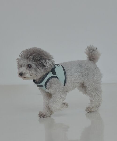 LOWELL Things / ロウェルシングス ペットグッズ | MATIE/ハーネス(S/M/L)【Direction by 有末麻祐子】 | 詳細18