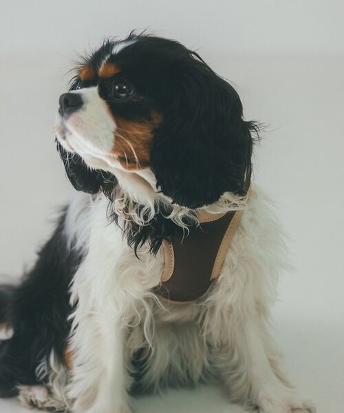 LOWELL Things / ロウェルシングス ペットグッズ | MATIE/ハーネス(S/M/L)【Direction by 有末麻祐子】（ブラウン）