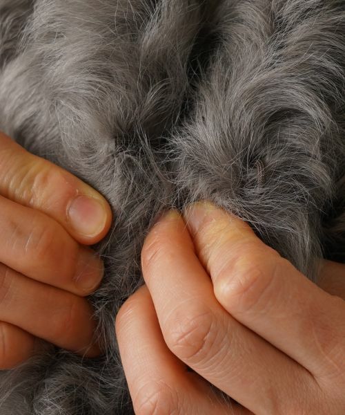 NEMIKA / ネミカ テーラードジャケット | ファーベスト【DRAWELL】 | 詳細11