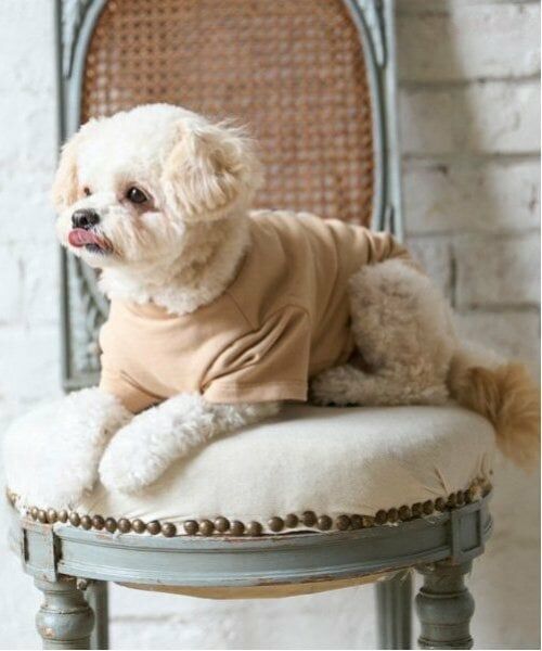 petit main / プティマイン ペットグッズ | 【リンク】【DOG】クマサガラワッペントレーナー | 詳細2