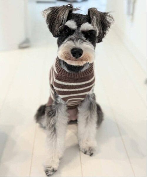 petit main / プティマイン ペットグッズ | 【リンク】【DOG】ボーダーニットタンク | 詳細5