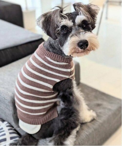 petit main / プティマイン ペットグッズ | 【リンク】【DOG】ボーダーニットタンク | 詳細6