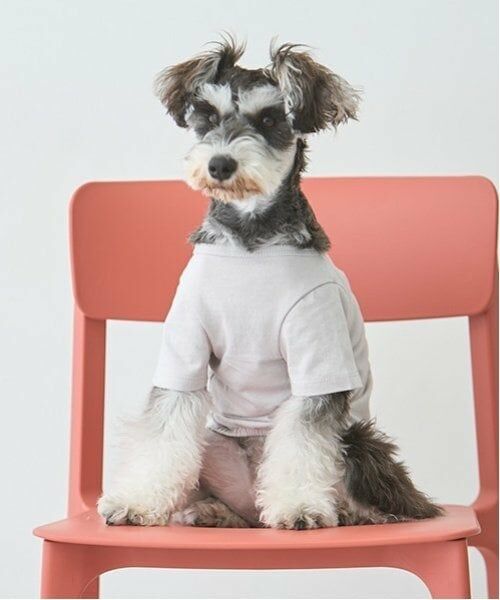 petit main / プティマイン ペットグッズ | 【リンク】【DOG】乗り物アップリケTシャツ | 詳細2