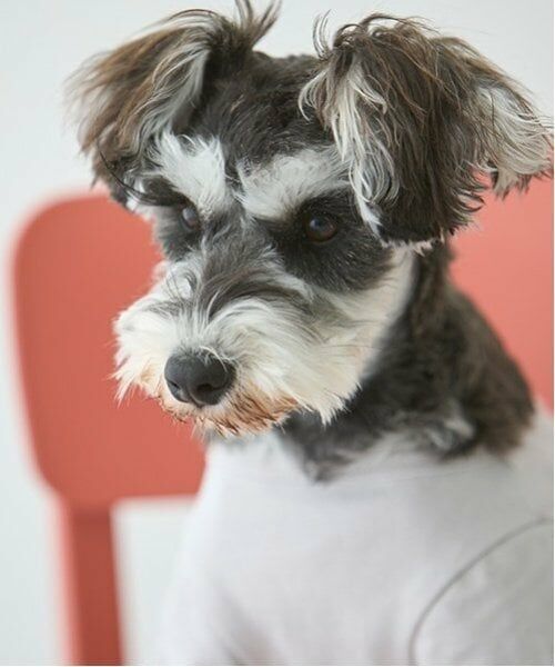 petit main / プティマイン ペットグッズ | 【リンク】【DOG】乗り物アップリケTシャツ | 詳細3