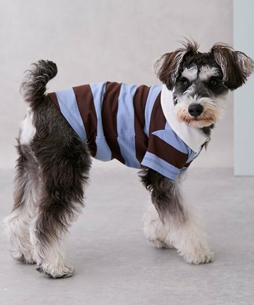 petit main / プティマイン ペットグッズ | 【リンク】【DOG】ラガーシャツ | 詳細1