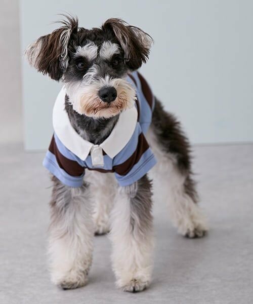 petit main / プティマイン ペットグッズ | 【リンク】【DOG】ラガーシャツ | 詳細2