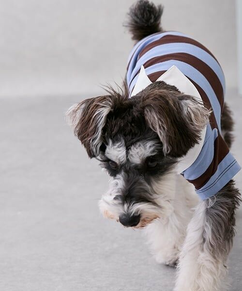 petit main / プティマイン ペットグッズ | 【リンク】【DOG】ラガーシャツ | 詳細3