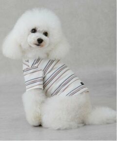 petit main / プティマイン ペットグッズ | 【リンク】【DOG】（防汚加工）マルチボーダーT