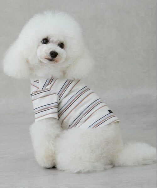 petit main / プティマイン ペットグッズ | 【リンク】【DOG】(防汚加工)マルチボーダーT(生成)