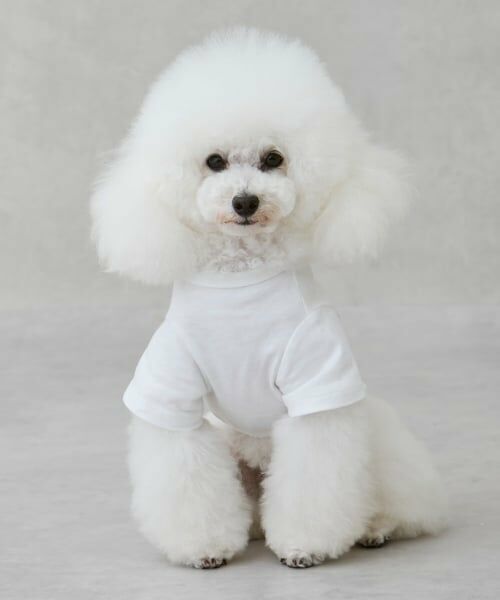 petit main / プティマイン ペットグッズ | 【リンク】【DOG】（防汚加工）背中ハートT | 詳細1