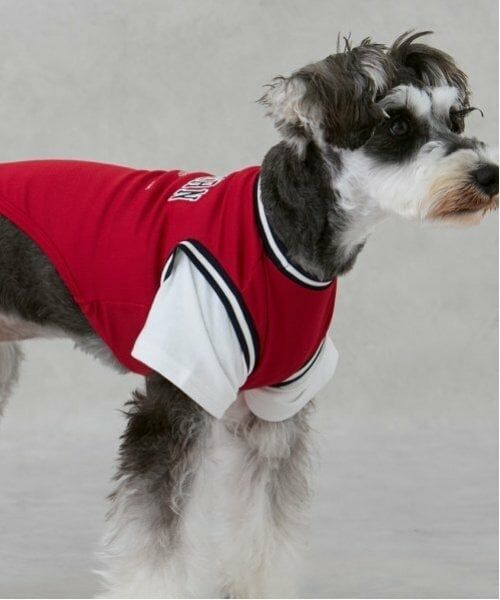 petit main / プティマイン ペットグッズ | 【リンク】【DOG】【接触冷感】ユニフォーム | 詳細3