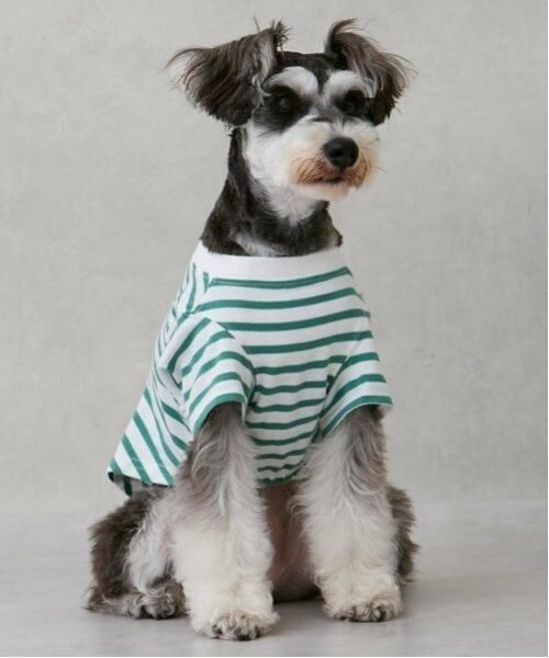 petit main / プティマイン ペットグッズ | 【リンク】【DOG】【接触冷感】ボーダーTシャツ | 詳細2