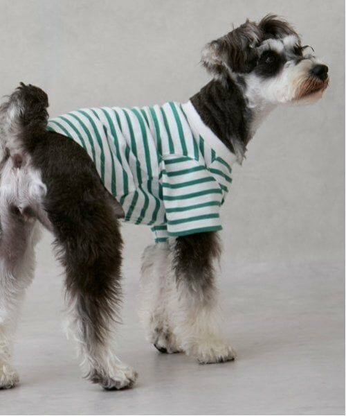petit main / プティマイン ペットグッズ | 【リンク】【DOG】【接触冷感】ボーダーTシャツ | 詳細4