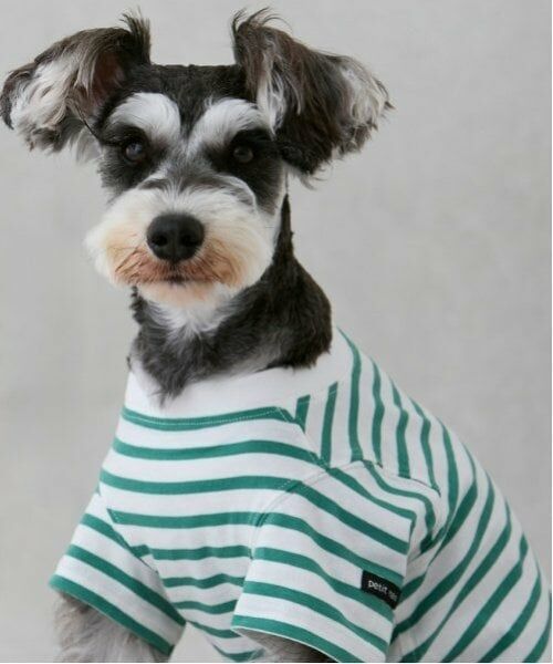 petit main / プティマイン ペットグッズ | 【リンク】【DOG】【接触冷感】ボーダーTシャツ | 詳細5