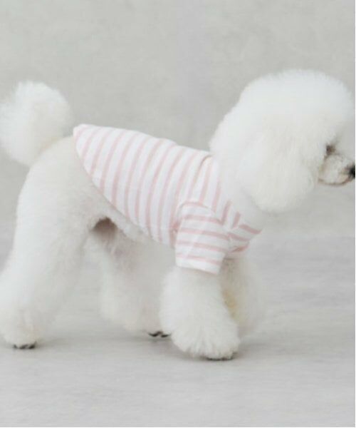 petit main / プティマイン ペットグッズ | 【リンク】【DOG】【接触冷感】ボーダーTシャツ | 詳細6