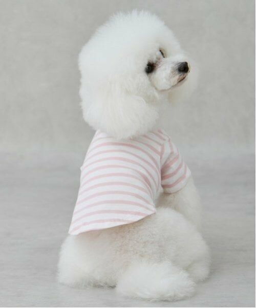 petit main / プティマイン ペットグッズ | 【リンク】【DOG】【接触冷感】ボーダーTシャツ | 詳細7