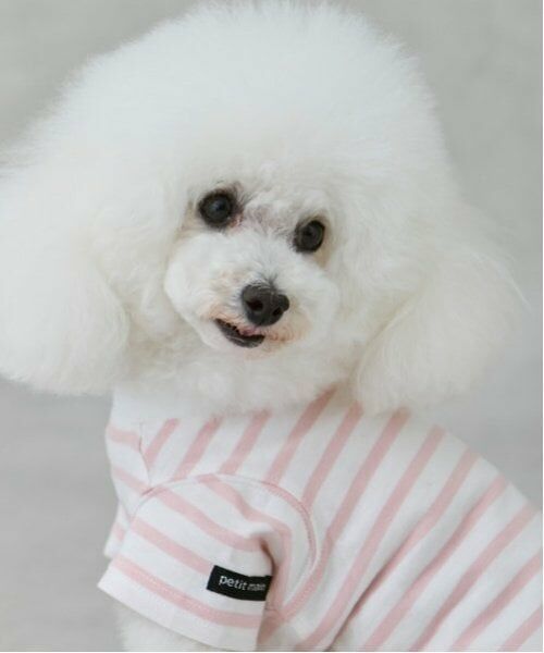 petit main / プティマイン ペットグッズ | 【リンク】【DOG】【接触冷感】ボーダーTシャツ | 詳細8