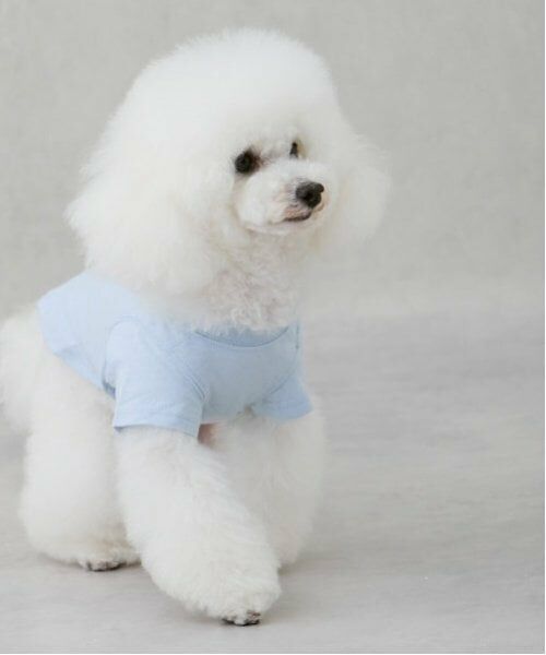 petit main / プティマイン ペットグッズ | 【リンク】【DOG】【接触冷感】刺しゅう半袖Tシャツ | 詳細3
