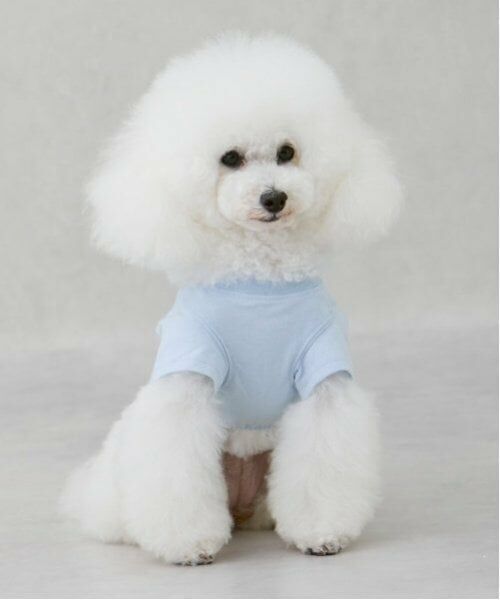 petit main / プティマイン ペットグッズ | 【リンク】【DOG】【接触冷感】刺しゅう半袖Tシャツ | 詳細4