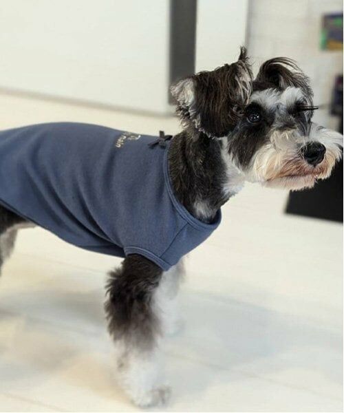 petit main / プティマイン ペットグッズ | 【リンク】【DOG】さくらんぼ刺しゅうタンク | 詳細5