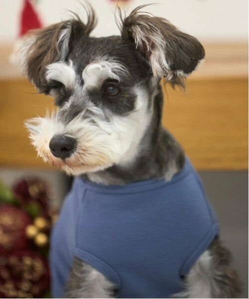 petit main / プティマイン ペットグッズ | 【リンク】【DOG】さくらんぼ刺しゅうタンク | 詳細6