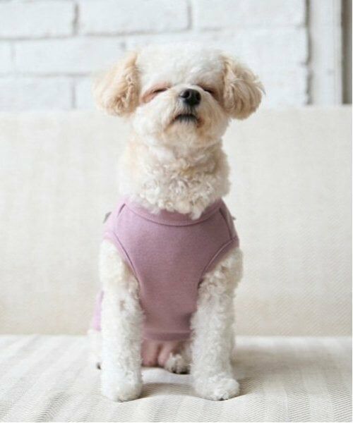 petit main / プティマイン ペットグッズ | 【リンク】【DOG】リボン後ろあきベスト | 詳細2