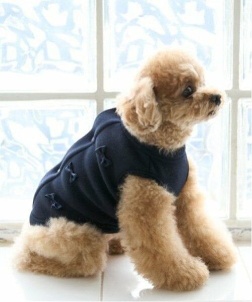 petit main / プティマイン ペットグッズ | 【リンク】【DOG】リボン後ろあきベスト | 詳細5