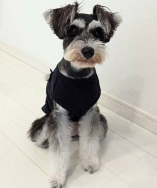 petit main / プティマイン ペットグッズ | 【リンク】【DOG】リボン後ろあきベスト | 詳細8