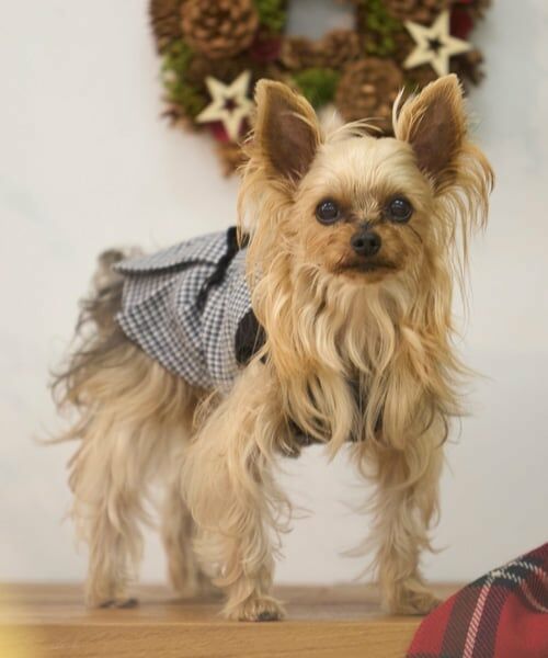 petit main / プティマイン ペットグッズ | 【リンク】【DOG】チェックドッキングワンピ | 詳細11