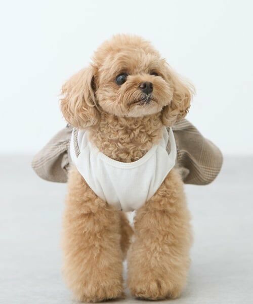 petit main / プティマイン ペットグッズ | 【リンク】【DOG】チェックドッキングワンピ | 詳細3