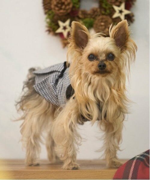 petit main / プティマイン ペットグッズ | 【リンク】【DOG】チェックドッキングワンピ | 詳細28