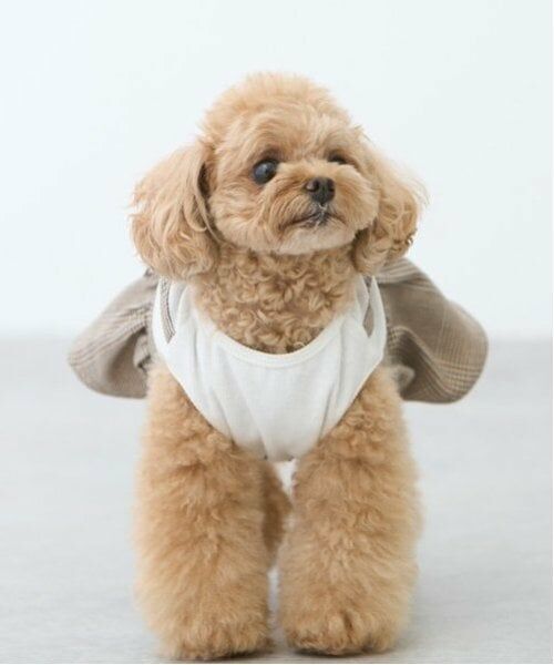 petit main / プティマイン ペットグッズ | 【リンク】【DOG】チェックドッキングワンピ | 詳細20