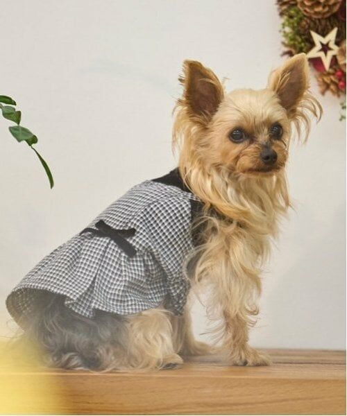 petit main / プティマイン ペットグッズ | 【リンク】【DOG】チェックドッキングワンピ | 詳細27