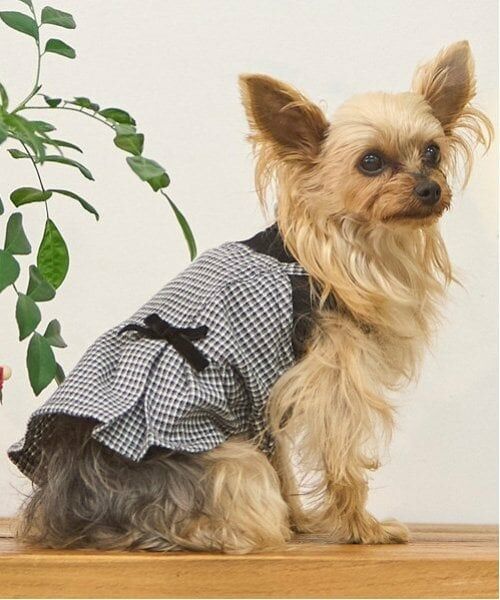 petit main / プティマイン ペットグッズ | 【リンク】【DOG】チェックドッキングワンピ（黒）